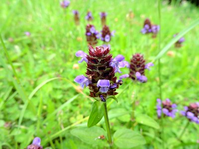 Violet meadow nature