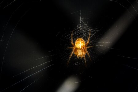 Nature macro web