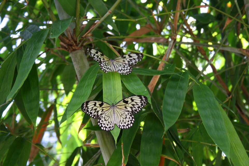 Flower wings insect