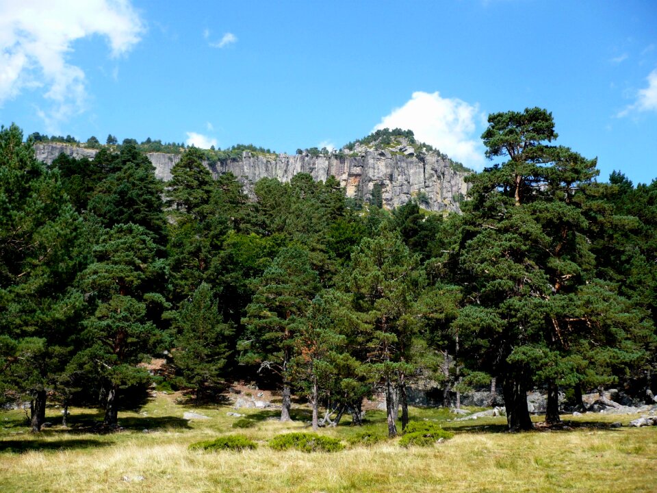 Tree forest pine photo