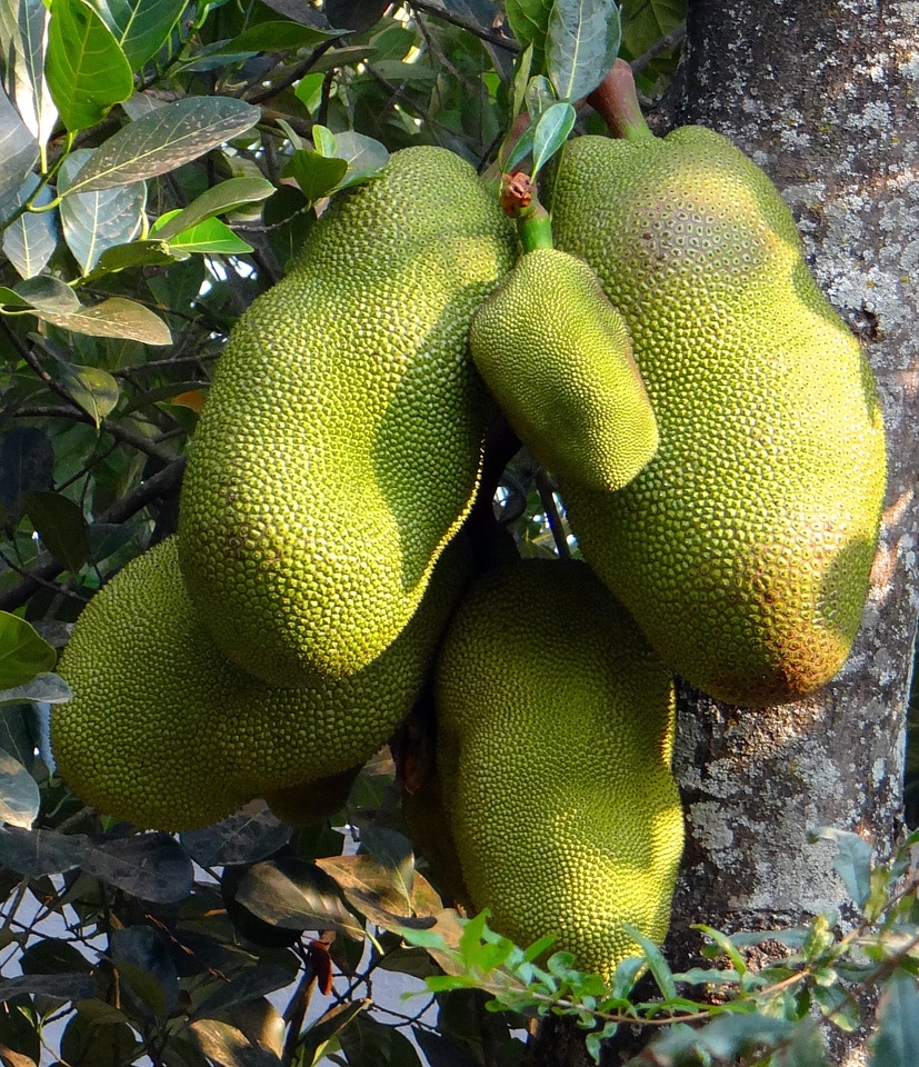 Yellow green fruits