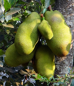 Yellow green fruits