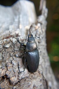 Great stag beetle lucanus cervus female photo