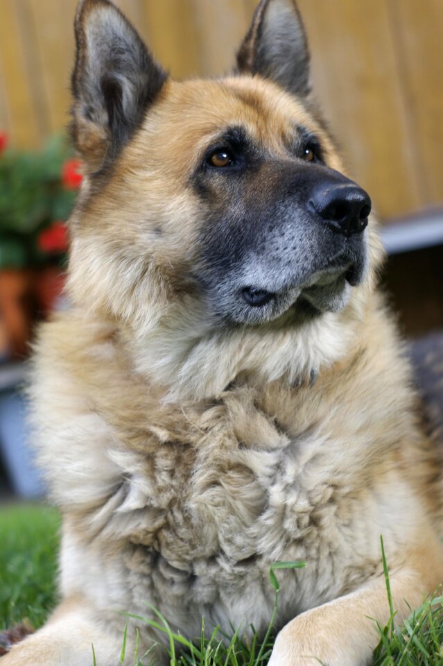 Stately wise animal
