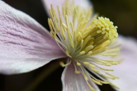 Close up flower nature