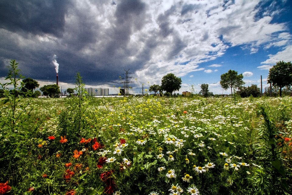 Flower meadow sky land