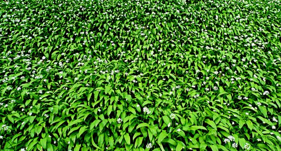 Leaves leaf woodland