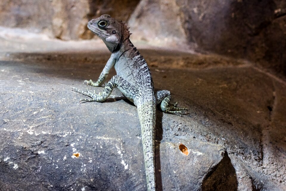 Animal reptile lizards