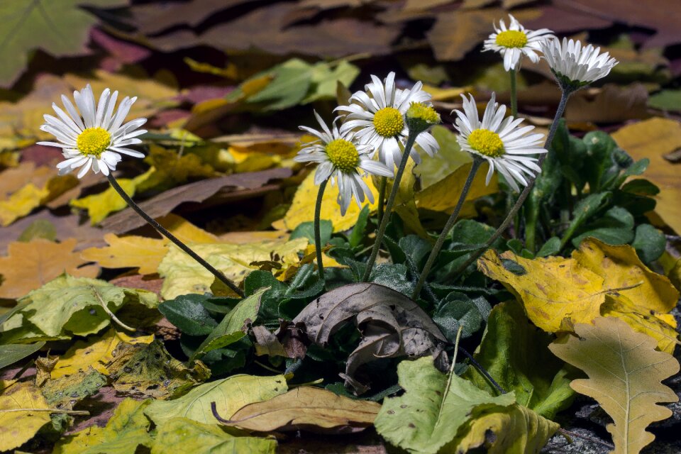 Winter daisy leaves