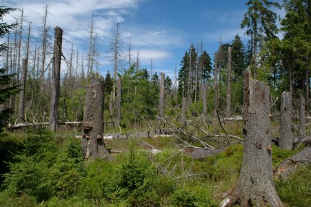 Tree reafforestation nature photo