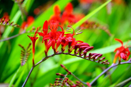 Nature petals spring photo