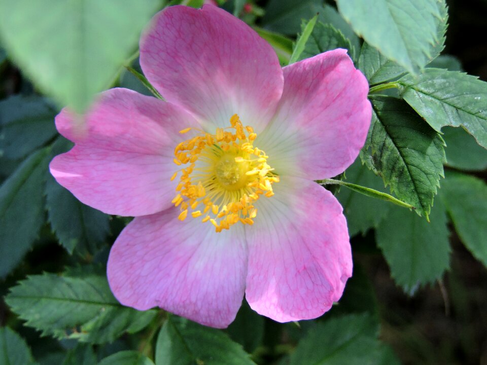 White nature rose blooms