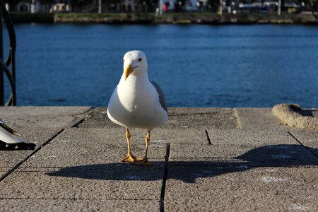 Porto river seagull forward