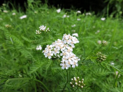 Asteraceae medicinal plant inflorescence photo