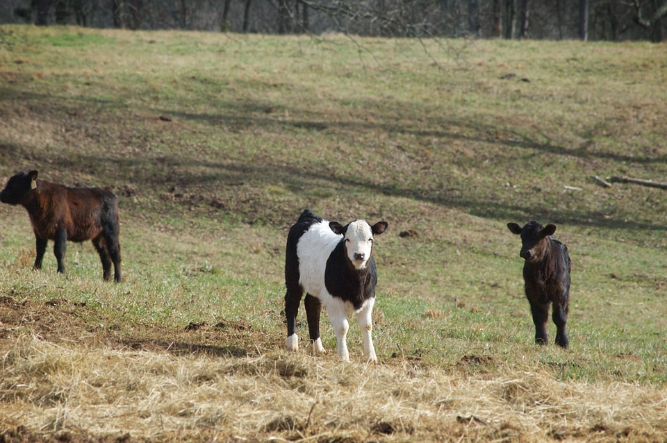 Animal cattle dairy