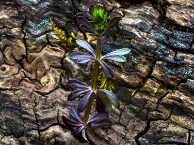 Plant tribe pointed-cleaver