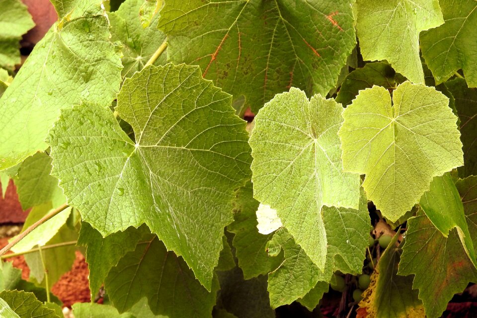 Plant vine winegrowing