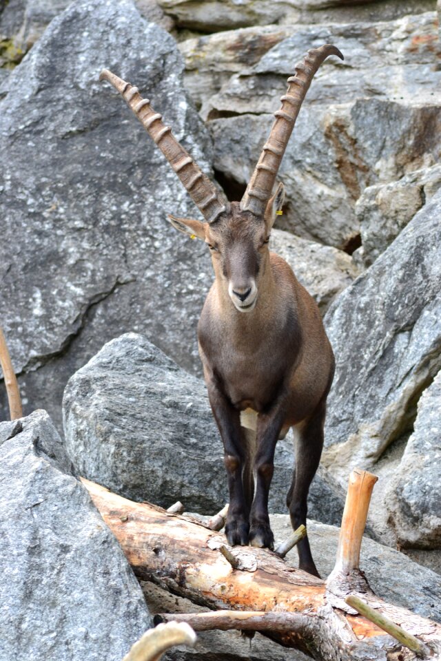 Mountains alpine ibex animal