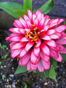 Dahlia flowers summer flowers photo