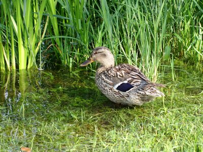 Water bird bird reed photo