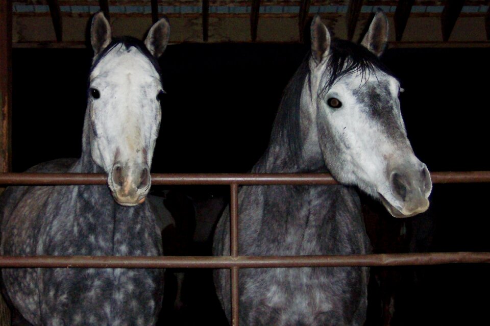 Gelding gray spanish