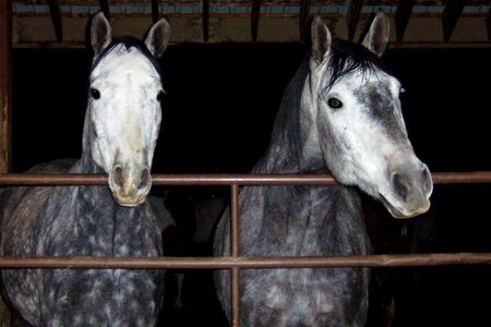 Gelding gray spanish