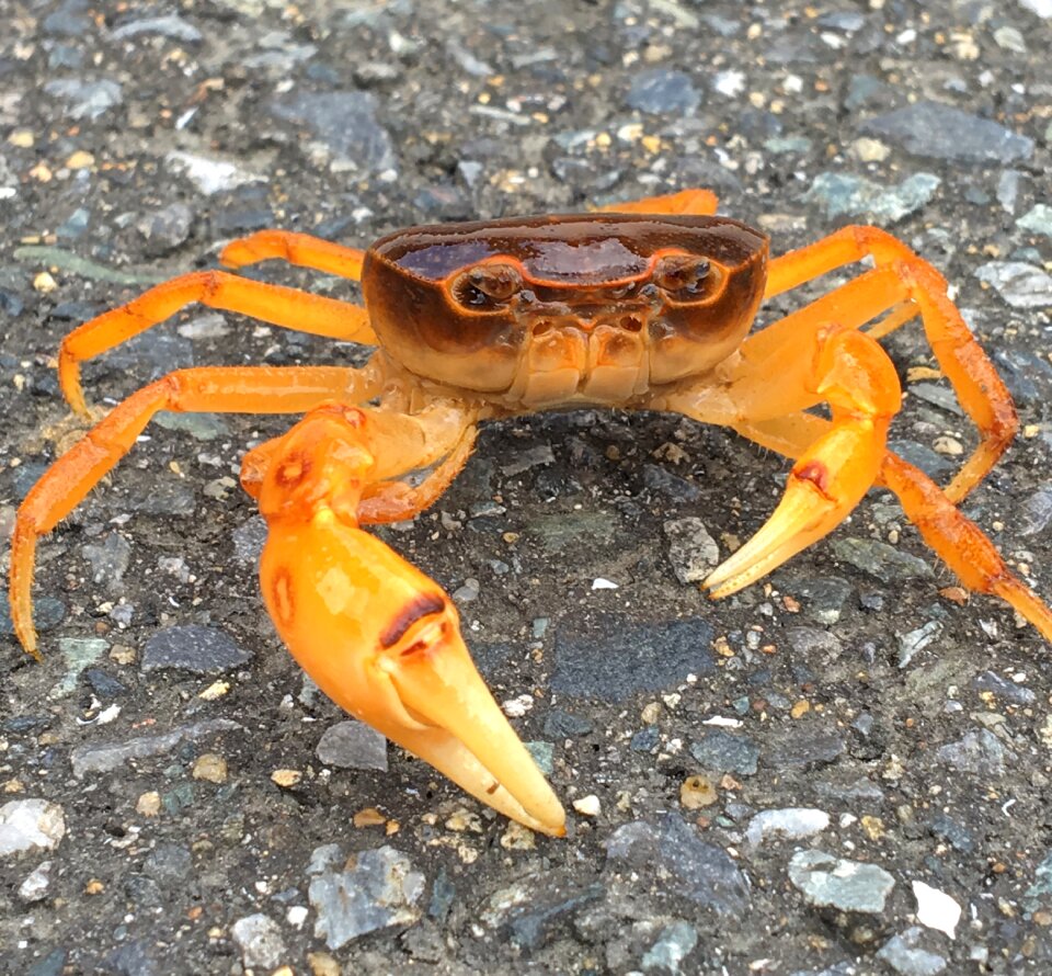 Japanese freshwater crab crab Free photos