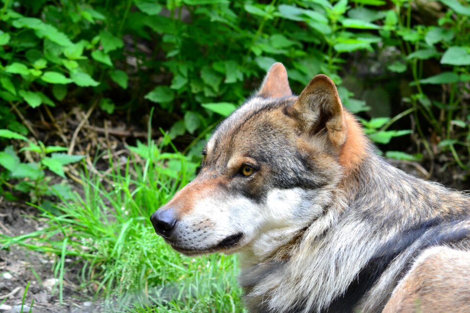 Animal wild close up