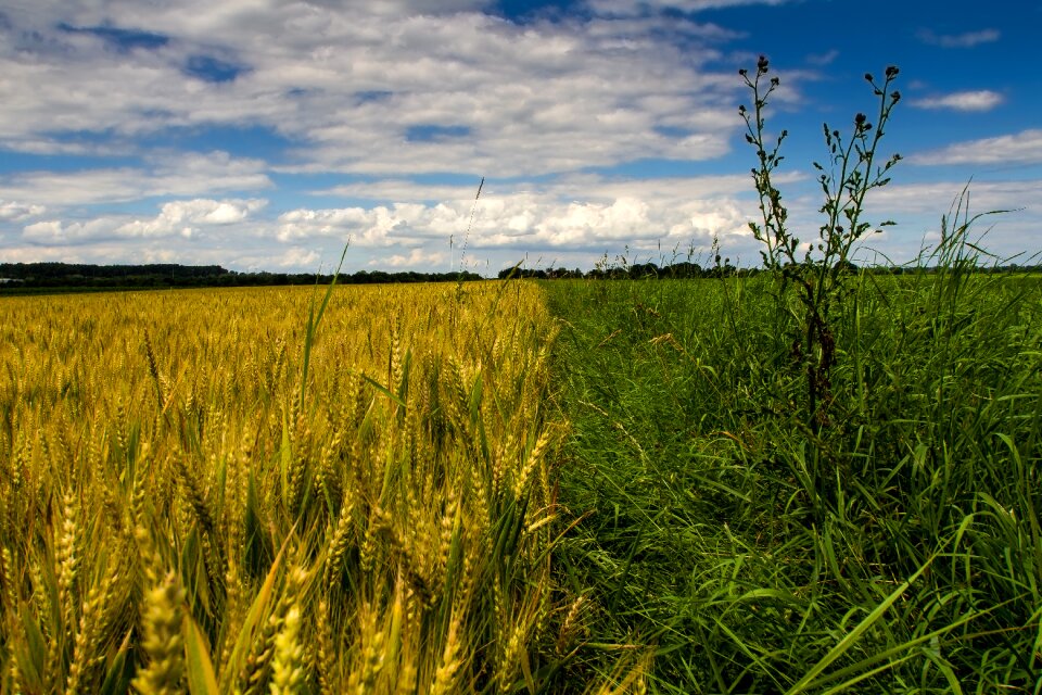Landscape sun field