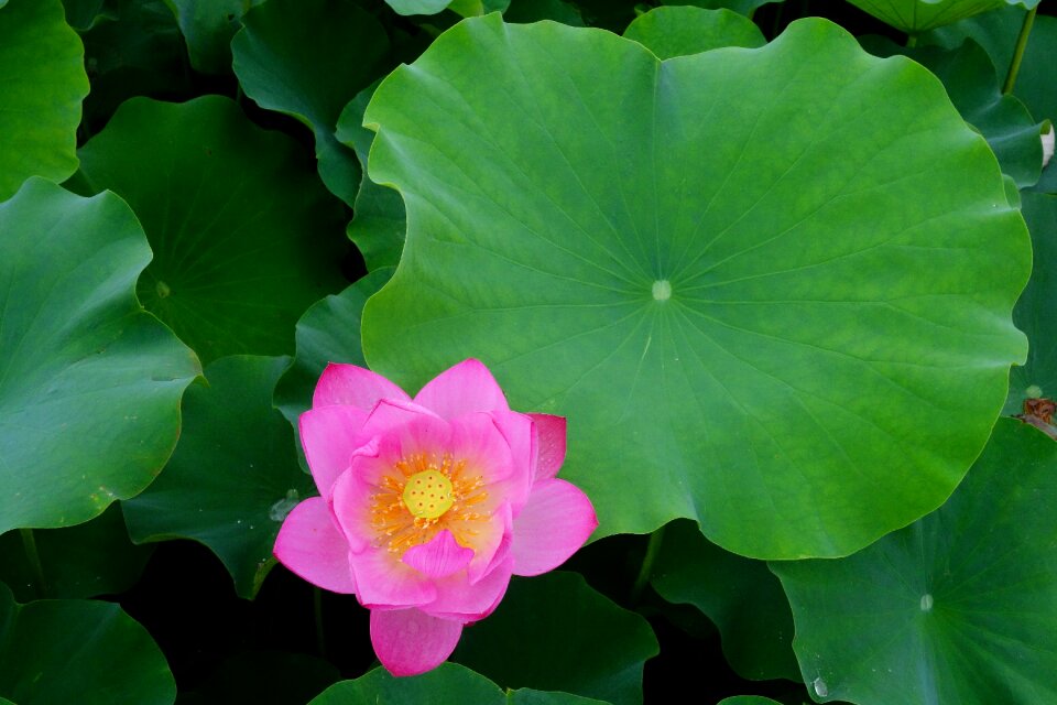 Water lilies nail water plant
