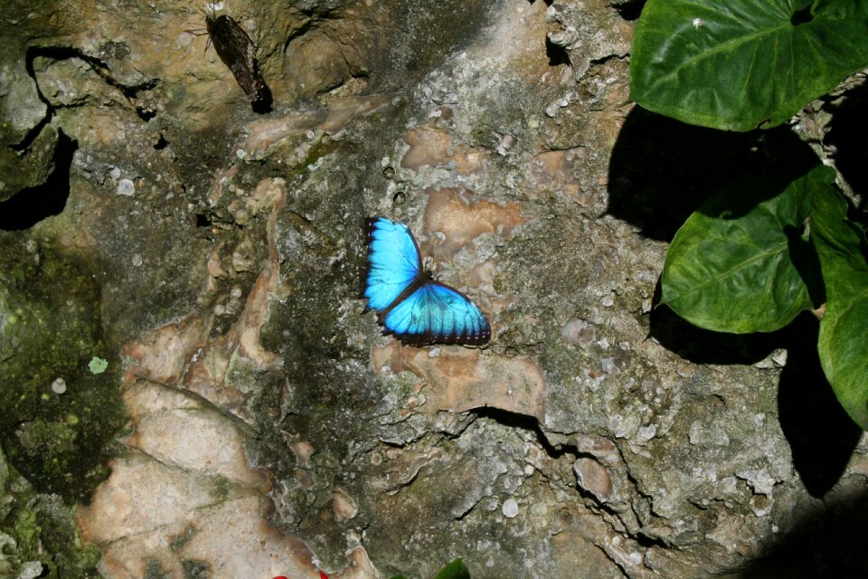 Flower wings insect