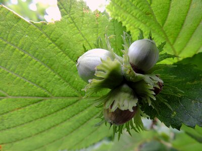 Hazel shell bush