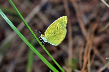 Sulphur butterfly little sulphur little sulfur