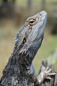 Wildlife lizard skin