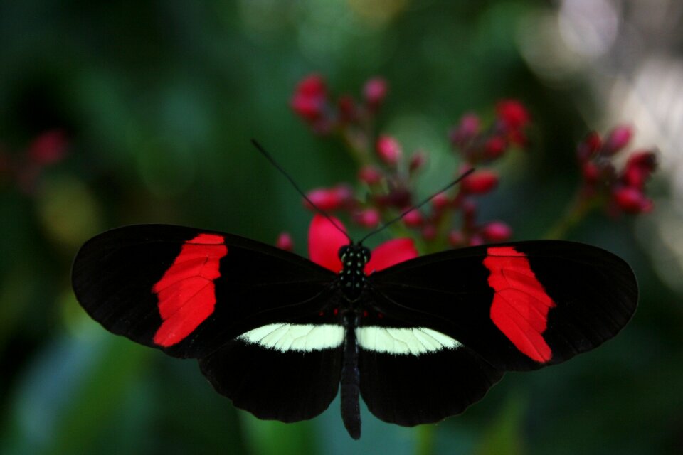 Flower wings insect
