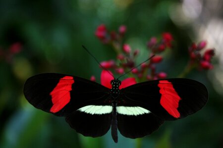 Flower wings insect
