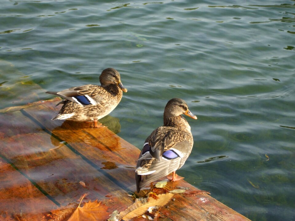 Wildlife pond