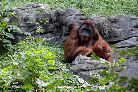 Primate mammal zoo photo