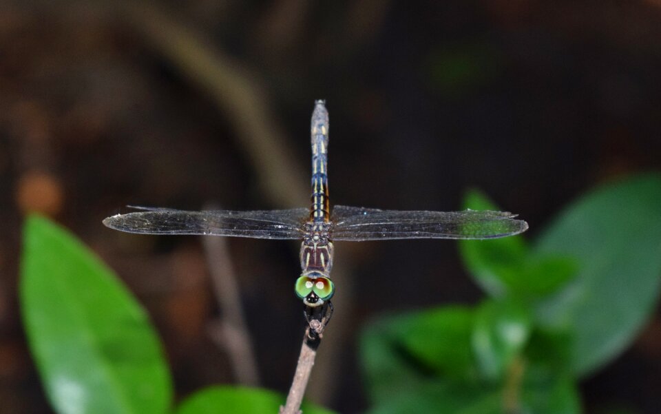 Flying insect wings close up