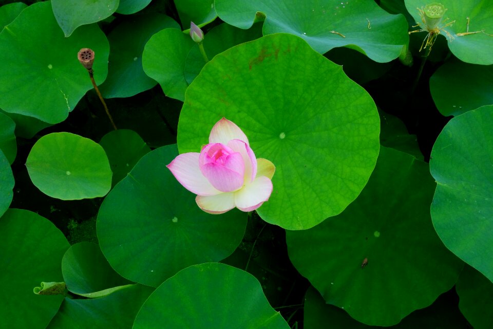Water lilies nail water plant