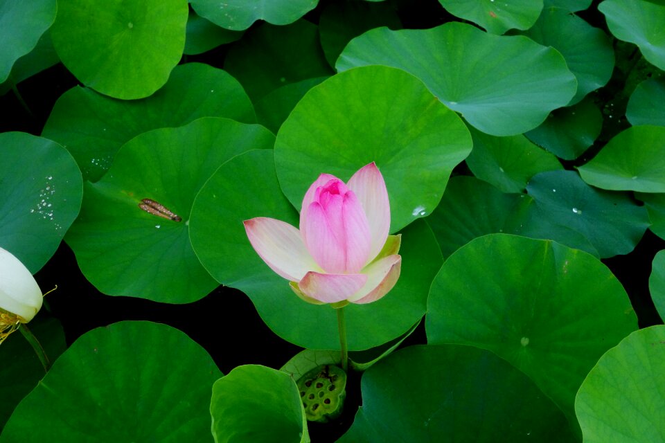 Water lilies nail water plant