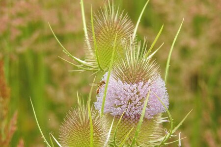 Bloom prickly wild plant