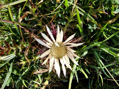 Thistle plant prickly