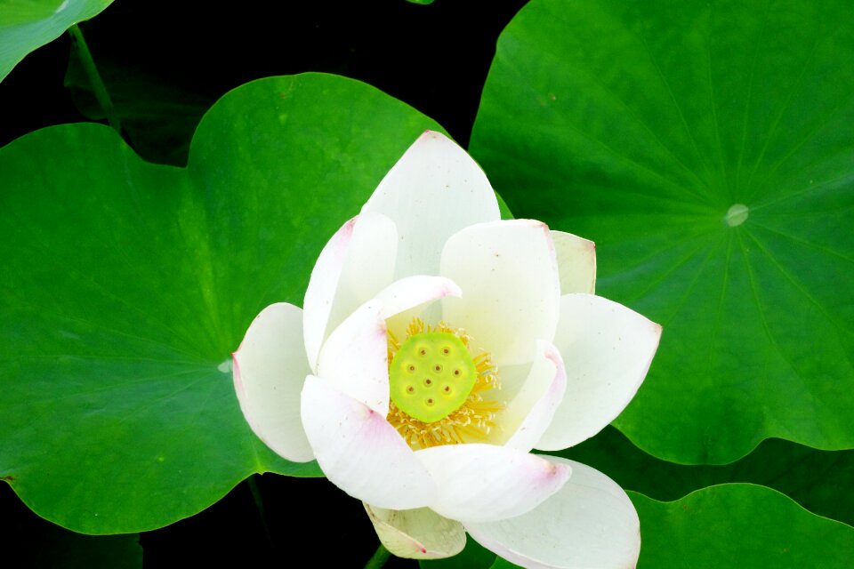 Water lilies nail water plant