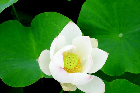 Water lilies nail water plant photo