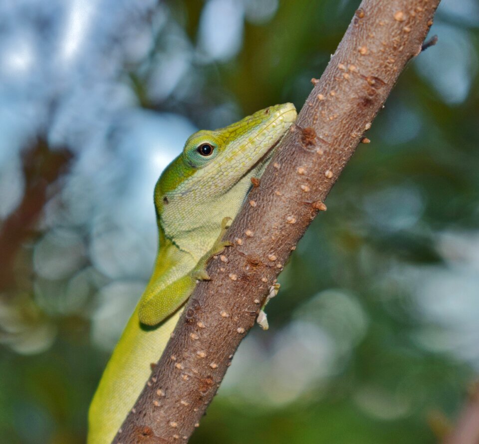 Green lizard reptile camouflage