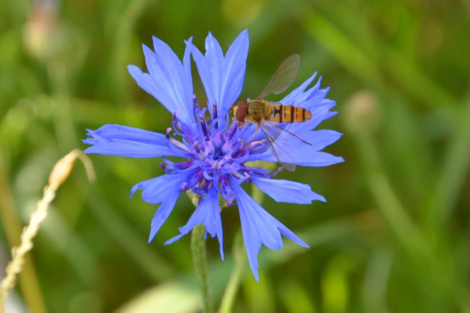 Wild flower flower blossom