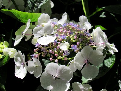 Garden nature hydrangea