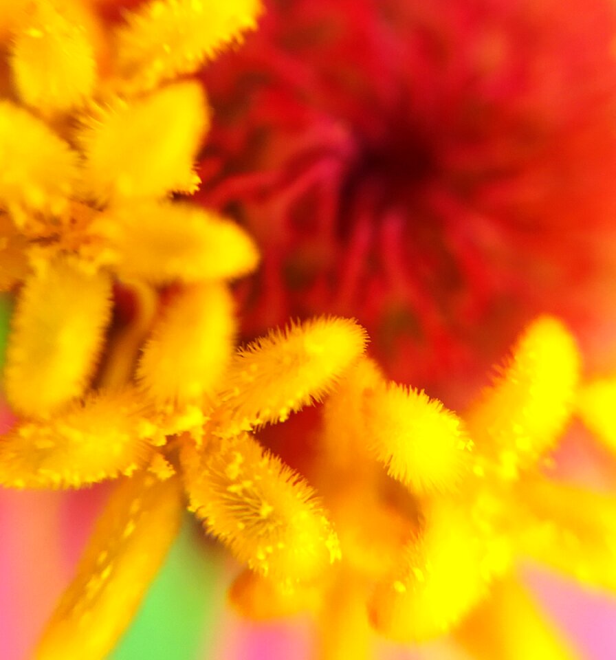 Stamen extension tubes macro