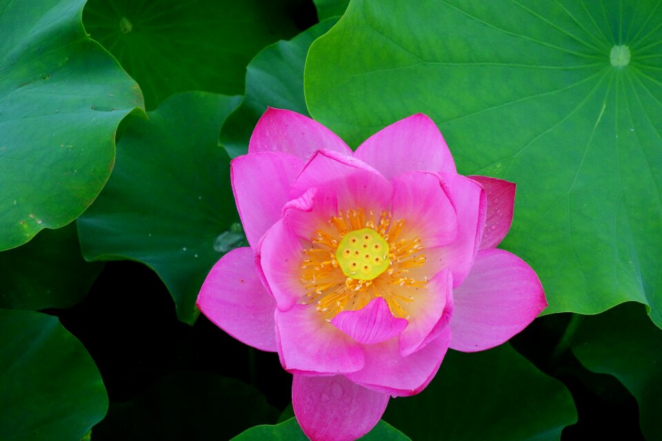 Water lilies nail water plant